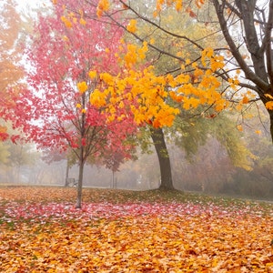 Foggy Toronto Park Photography: Ashbridges Bay Autumn Colors