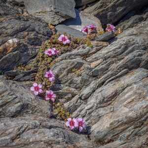 Perseverence - Svalbard - Arctic - Flower Photography - Landscape Photography - Wall Art
