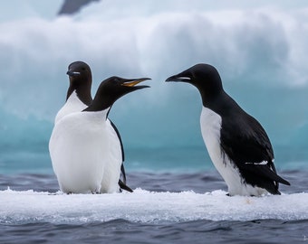 Brünnich's Guillemots (Thick-Billed Murres) On Sea Ice - Svalbard - Norway - Bird Photography - Wall Art