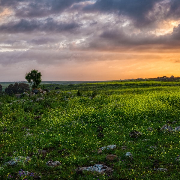 Sunrise Over Flowering Fields - Wall Art - Landscape Photography - Flower Photography - Spring Photography - Israel Photography