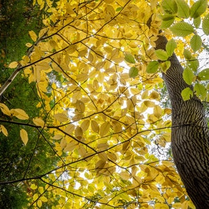 May include: A low angle view of a forest with yellow leaves on the trees. The leaves are backlit by the sun, creating a warm glow. The branches of the trees are visible in the foreground, and the sky is visible in the background.