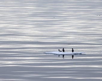 Brünnich's Guillemots (Thick-Billed Murres) Resting On Sea Ice - Svalbard - Norway - Bird Photography - Wall Art