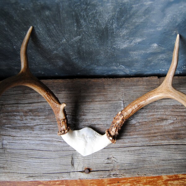 Vintage Deer Antlers: Modern Rustic Home Decor, Deer Antlers Full Rack, Three Point Deer Antlers, Man Cave, Cabin Decor