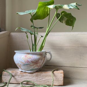 May include: A variegated plant with green and white leaves growing in a white ceramic pot with a floral design. The pot is sitting on a wooden block with a green rope wrapped around it.
