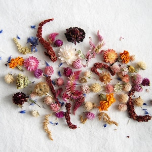 Small Dried Flowers Dried Flowers With Stems Preserved Flowers Pressed  Ferns