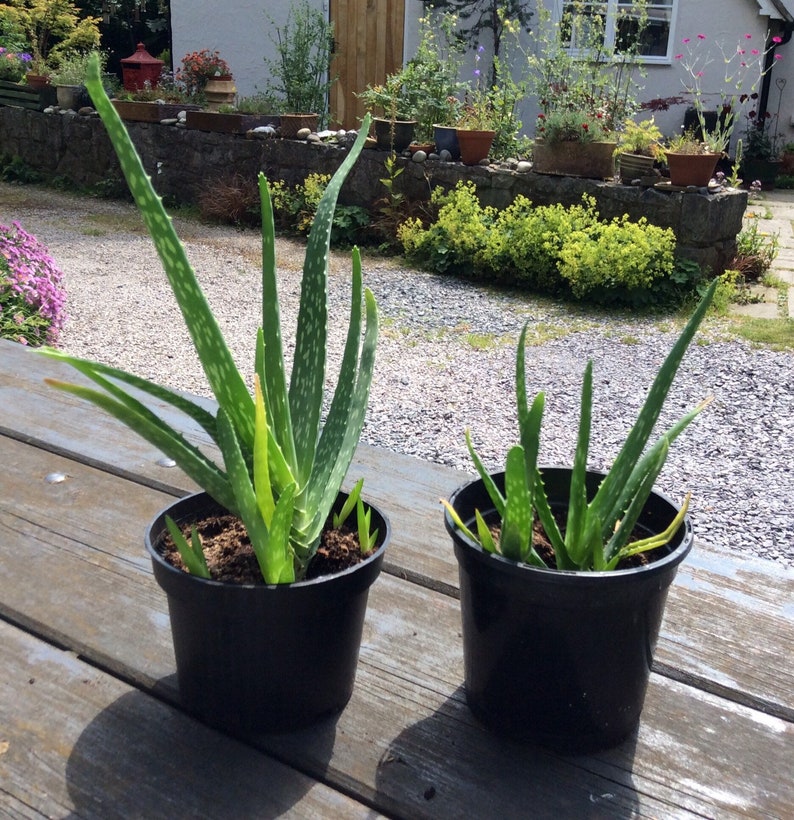 ALOE VERA Plant home grown organic houseplant shipped from