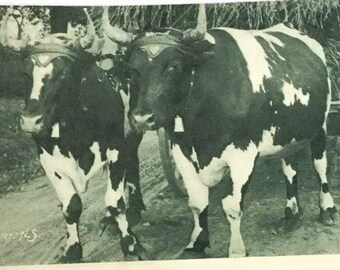 Vintage Farm Life Postcard Horses Hay Wagon Postcards