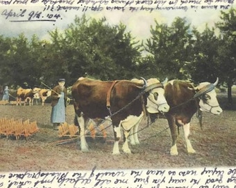 Vintage Farm Life Postcard Horses Hay Wagon Postcards