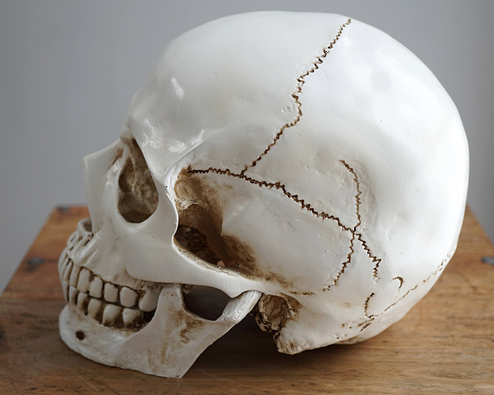 Human Skull with moving Jaw Bone Replica Skull Real Size Skull Etsy Outwear diyhowto