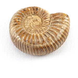 DE FÉRIAS Espécime fóssil de amonite natural Coleção de conchas fossilizadas Espiral de Fibonacci Chakra Cura Gabinete de curiosidades