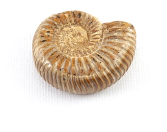 Natural Ammonite fossil specimen Fossilized conch collection Fibonacci Spiral Chakra Healing curio cabinet