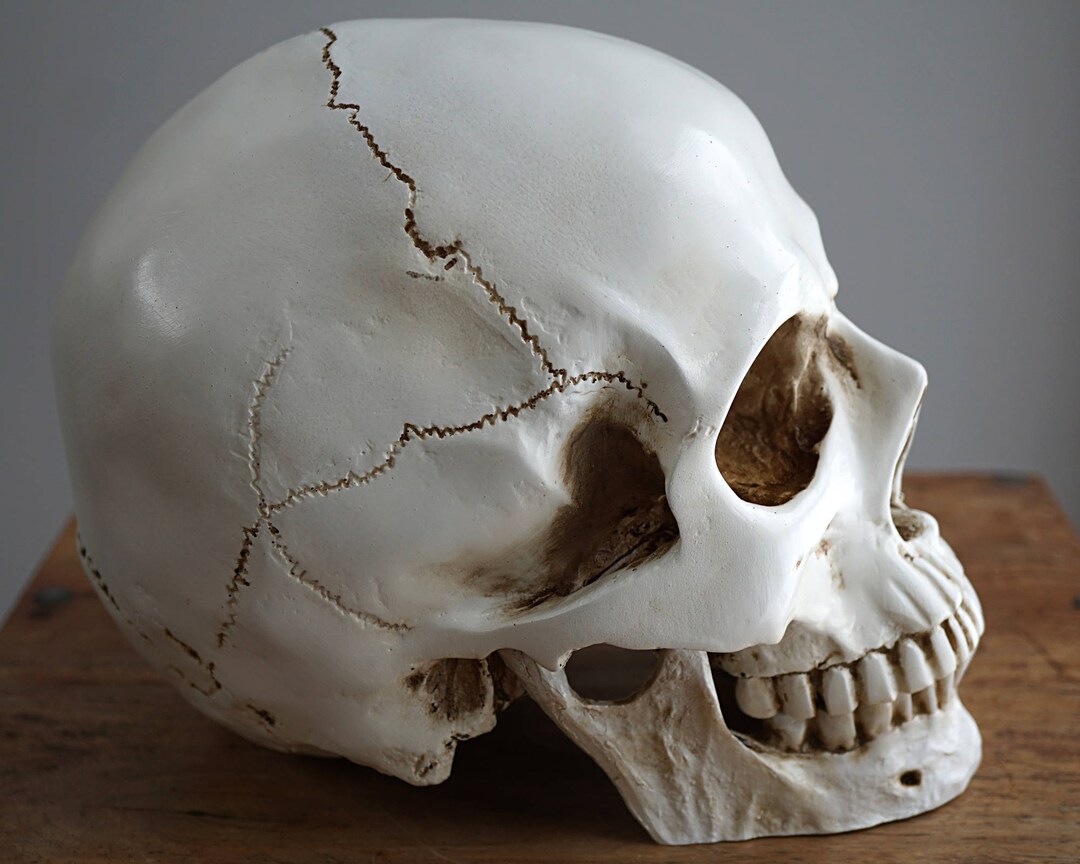 real human skull side view