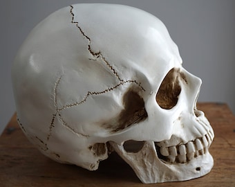 Human Skull with moving Jaw Bone Replica Skull Real Size Skull Realistic LifeSize High Quality Resin Cast Anatomy