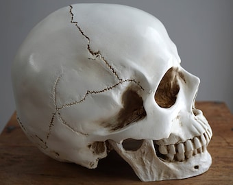 Human Skull with moving Jaw Bone Replica Skull Real Size Skull Realistic LifeSize High Quality Resin Cast Anatomy 1:1