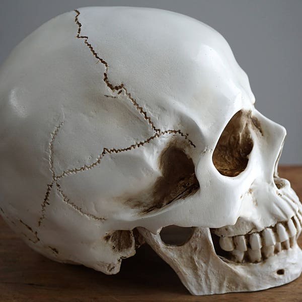 ON VACATION Human Skull with moving Jaw Bone Replica Skull Real Size Skull Realistic LifeSize High Quality Resin Cast Anatomy 1:1