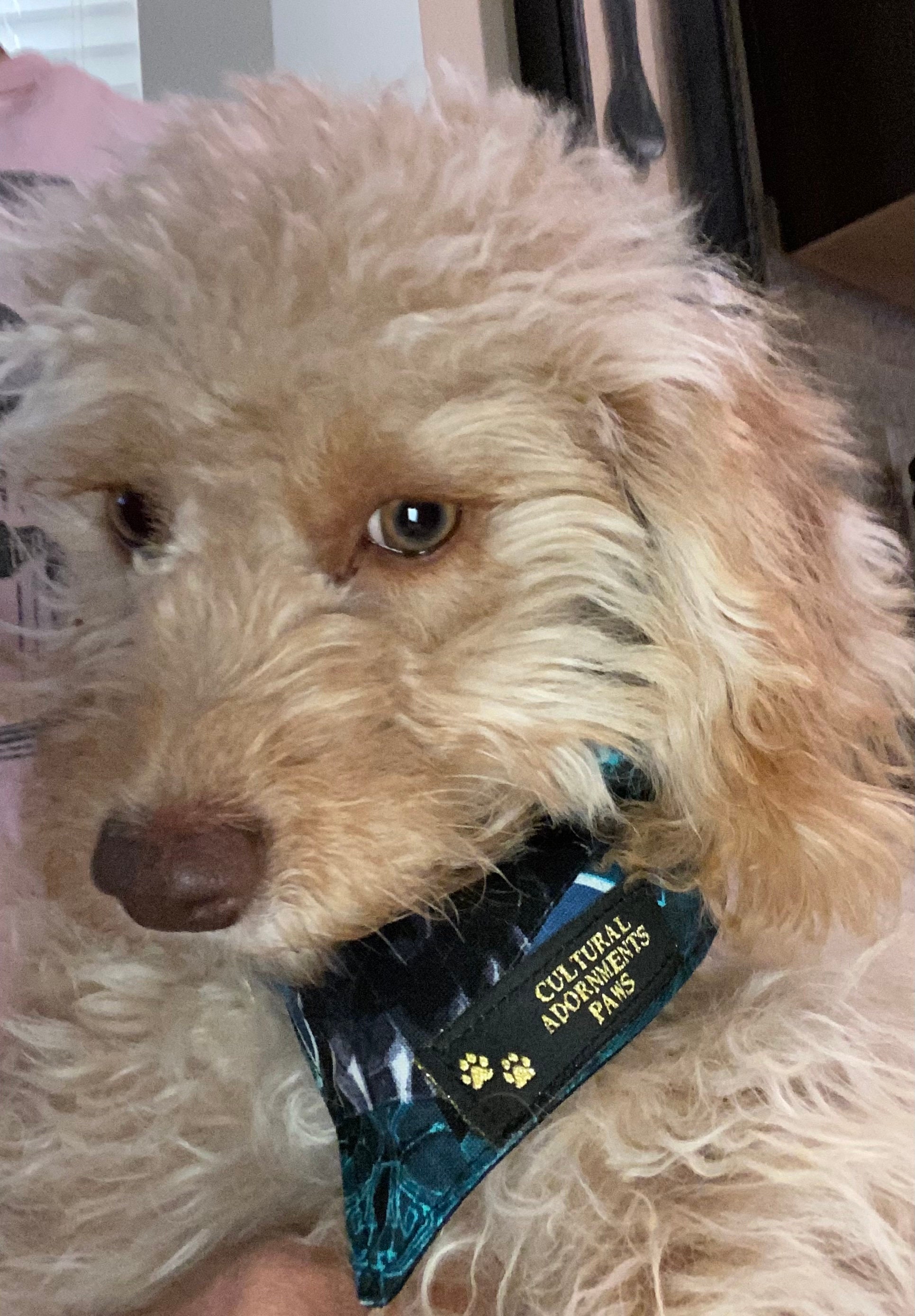 Hund Bandana Black Panther Bandana Pet Bandana Hund Etsy