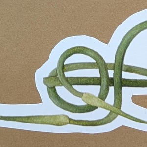 May include: A watercolor illustration of a green garlic scape, with a white border, on a tan background. The scape is looped and intertwined, with a lighter green color at the tips.