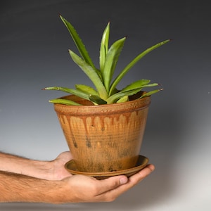 May include: A green agave plant with pointed leaves potted in a tapered, brown ceramic planter with a matching saucer. The pot features a textured rim and a glaze that drips down the sides in darker brown tones, creating a rustic appearance.