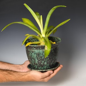 May include: A green, speckled ceramic planter with a matching saucer, containing a plant with long, pointed, light green leaves. The pot features a dark, mottled glaze with deep green and black tones, creating a textured appearance.