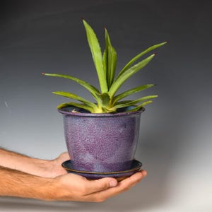 May include: A vibrant green agave plant potted in a speckled purple ceramic planter with a matching saucer. The planter features a smooth, rounded rim and a deep violet glaze with fine white speckling throughout the exterior surface.