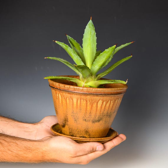 Wheel Thrown Planter with Drainage Holes in Yellow Ash Glaze, Stoneware Plant Pot #725