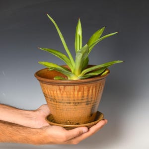 May include: A tapered ceramic plant pot with a warm, honey-brown glaze featuring vertical drip patterns and a matching saucer. The pot contains a vibrant green agave plant with pointed, sword-shaped leaves that extend outward from the center.