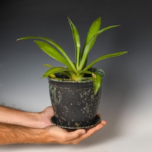 May include: A green agave plant with long, pointed leaves growing in a dark, mottled black and teal ceramic pot. The pot features a textured, weathered finish and sits on a matching circular saucer, showcasing a rustic and earthy aesthetic.