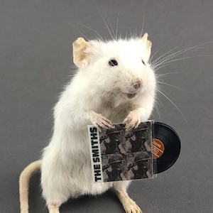 May include: A white mouse holding a miniature vinyl record and album cover. The album cover reads "THE SMITHS" and features a black and white image. The record is black with an orange label. The mouse is on a gray background.