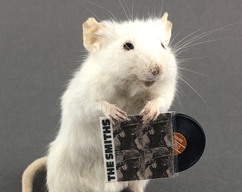 ANY RECORD Taxidermy Mouse