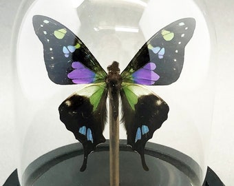 Real Purple Butterfly in Bell Jar Glass Dome
