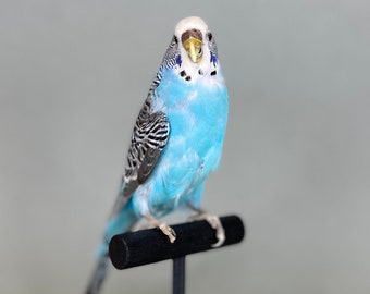 Taxidermy Blue Parakeet Bird on Black Wood Perch