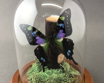 Real Purple Butterfly Graphium Weiskei Bell Jar Glass Dome Diorama