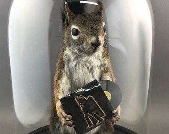 ANY RECORD Taxidermy Squirrel