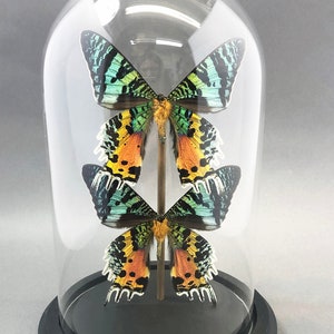 Real Madagascar Sunset Moths in Glass Dome