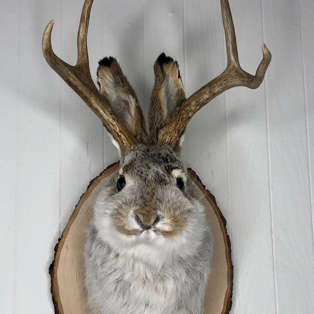 Taxidermy Jackalope on Rustic Wood Slab
