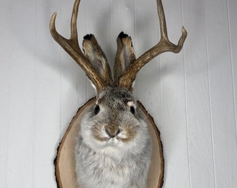 Taxidermy Jackalope on Rustic Wood Slab