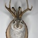 see more listings in the Taxidermy section