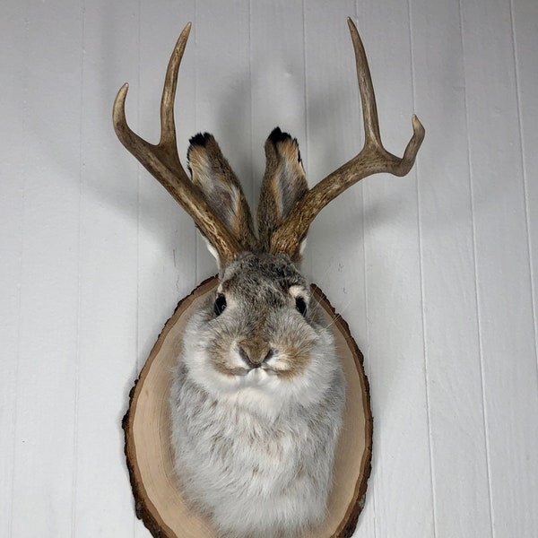 Taxidermy Jackalope on Rustic Wood Slab