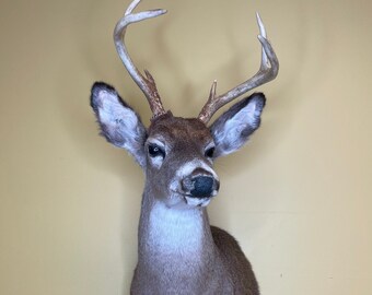 NY/NJ PICKUP Only! Taxidermy Deer Head Vintage