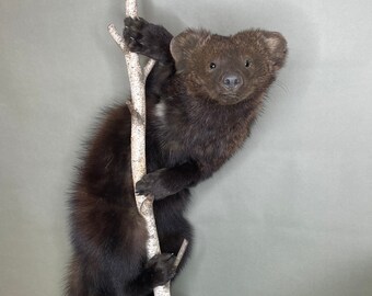 Taxidermy Fisher on Birch Wood Branch