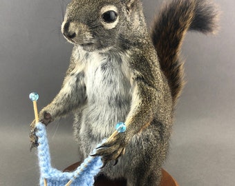 ANY COLOR Taxidermy Knitting Squirrel Anthropomorphic Sweater Knitter