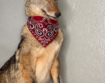 PICKUP ONLY Ny Nj Taxidermy Coyote Lifesize Standing on Wood Log