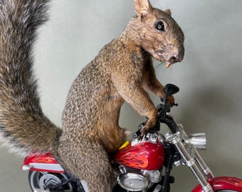 Taxidermy Squirrel Riding Motorcycle Harley Davidson