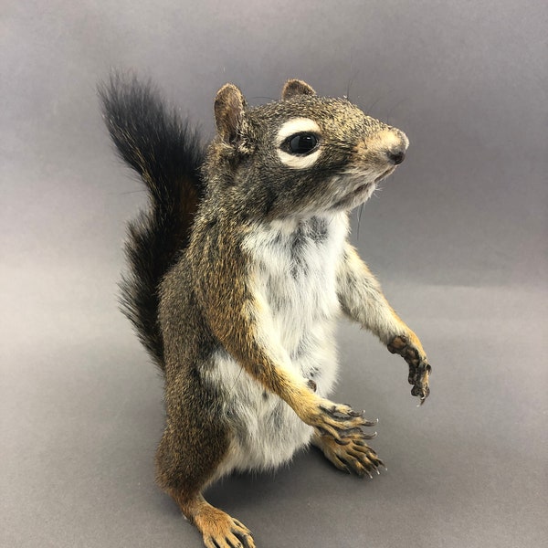 Taxidermy Red Squirrel Etsy