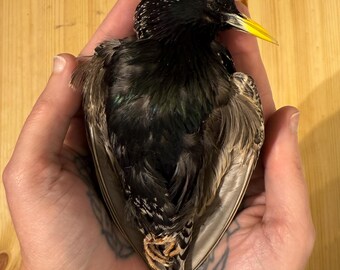 Taxidermy European Starling Bird Film Prop Deceased Unalive Dead Pose Mount