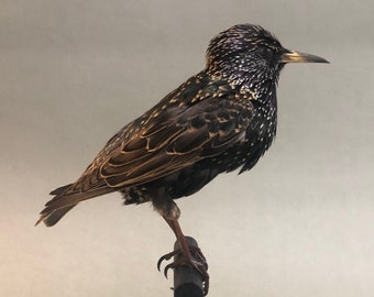 Taxidermy European Starling Black Bird on Black Wood Perch