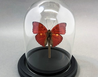 Real Red Glider Butterfly in Glass Dome