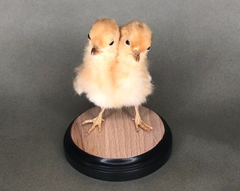 Two-Headed Taxidermy Baby Chick