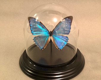 Real Blue Morpho Butterfly Taxidermy in Glass Dome