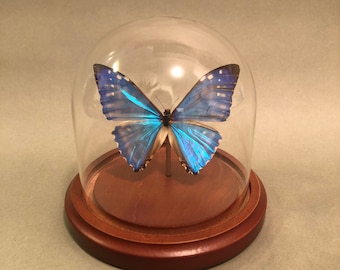 Real Blue Morpho Butterfly Taxidermy in Glass Dome